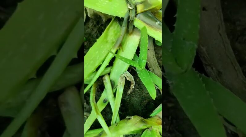 Aloe Vera At Home | Shorts Video Aloe Vera #shorts #33 #aloevera