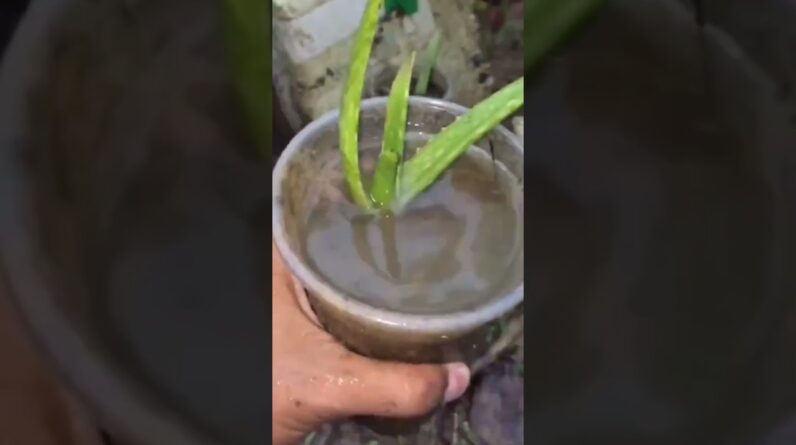 Aloe Vera At Home | Shorts Video Aloe Vera #shorts #36 #aloevera