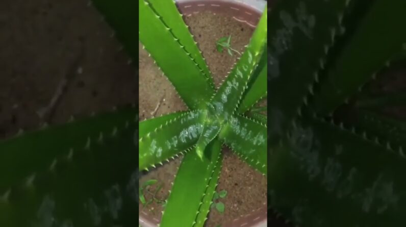 Aloe Vera At Home | Shorts Video Aloe Vera #shorts #37 #aloevera