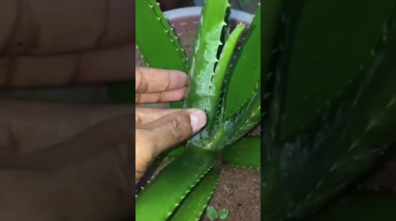 Aloe Vera At Home | Shorts Video Aloe Vera #shorts #38 #aloevera