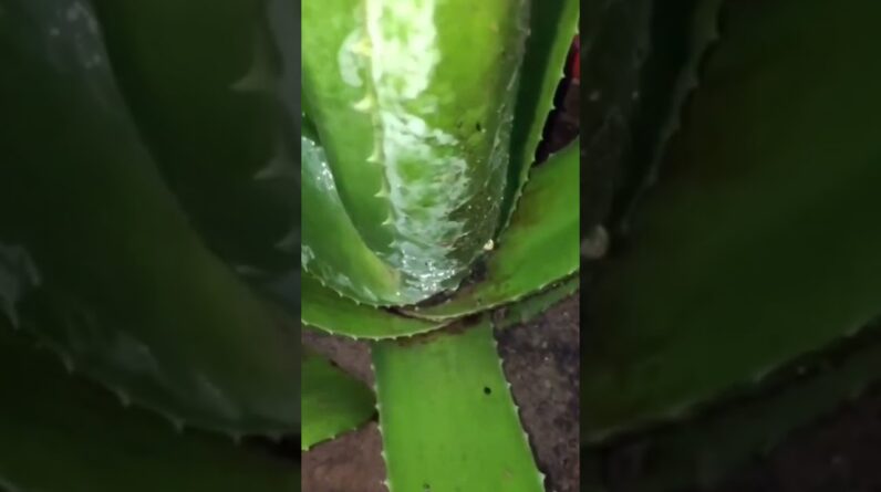 Aloe Vera At Home | Shorts Video Aloe Vera #shorts #39 #aloevera