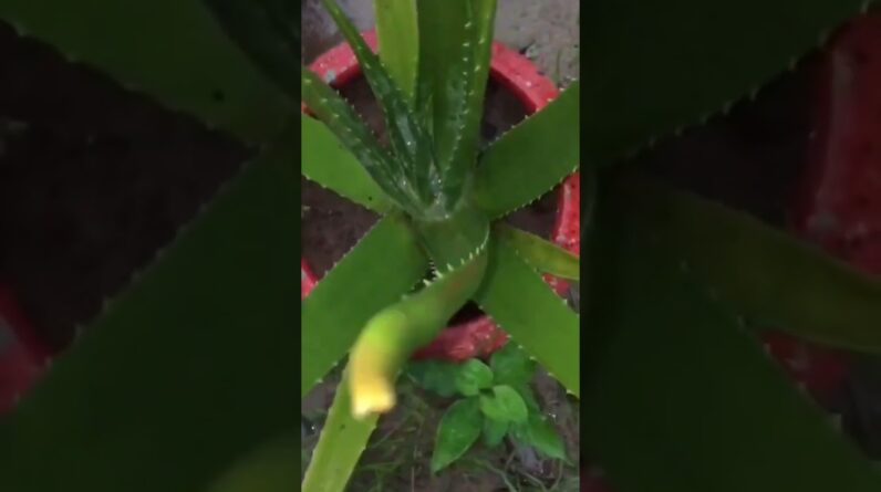 Aloe Vera At Home | Shorts Video Aloe Vera #shorts #40