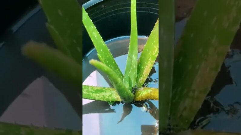 #aloevera #shorts  leaf Rot Leaves