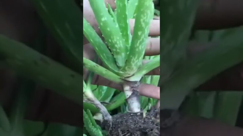 Baby Small Garden Aloe Vera