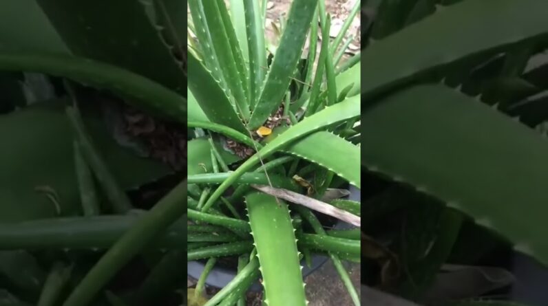 Beautiful Aloe Vera #shorts