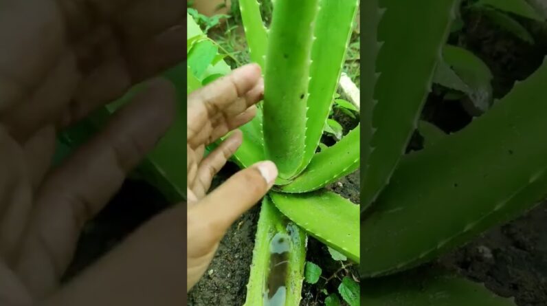 Care Aloe Vera