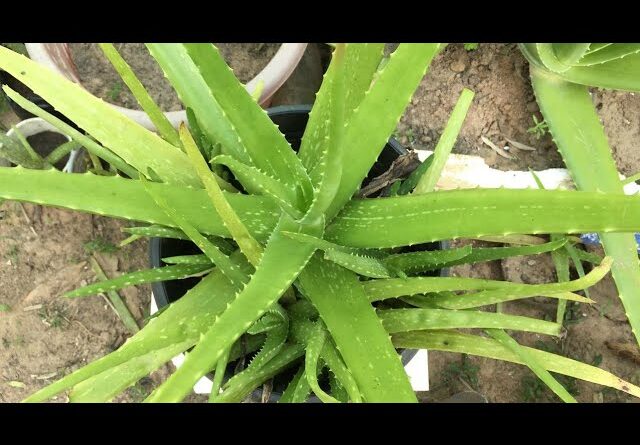 Care Aloe Vera Garden | Plant Aloe Vera At Home