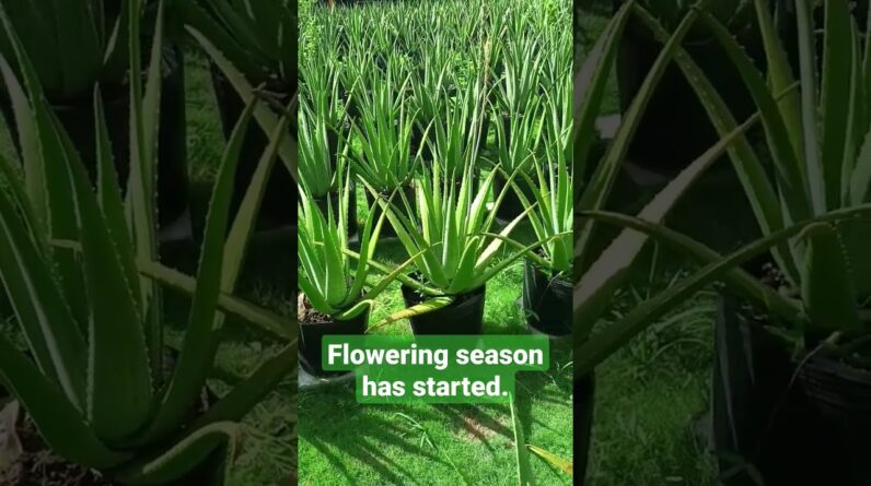 Flowering season for Aloe vera Barbadensis