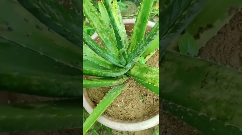 Garden Aloe Vera #shorts #aloevera