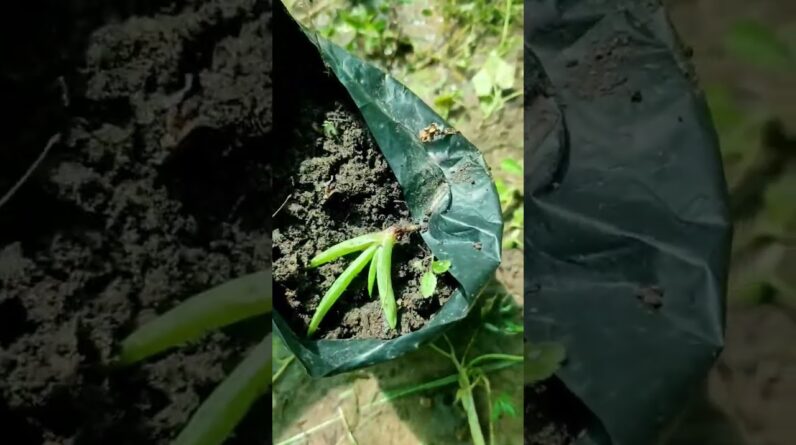 How To Plant Aloe Vera At Home | Shorts Video Aloe Vera #shorts #01