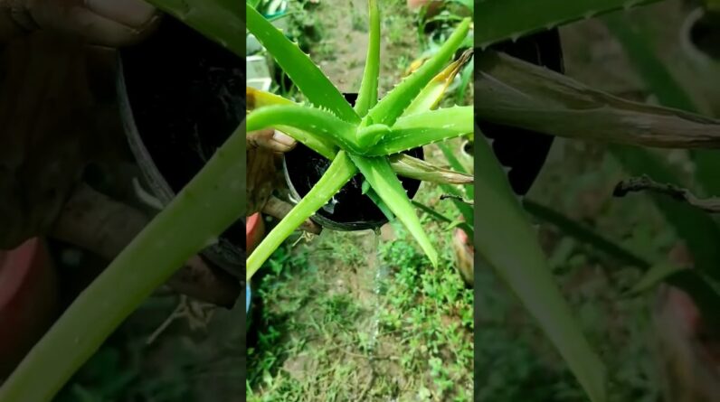 How To Plant Aloe Vera At Home | Shorts Video Aloe Vera #shorts #02