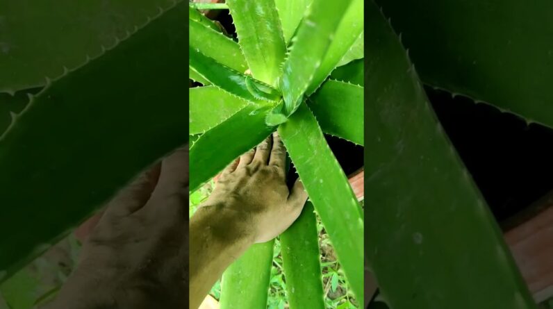 How To Plant Aloe Vera At Home | Shorts Video Aloe Vera #shorts #04