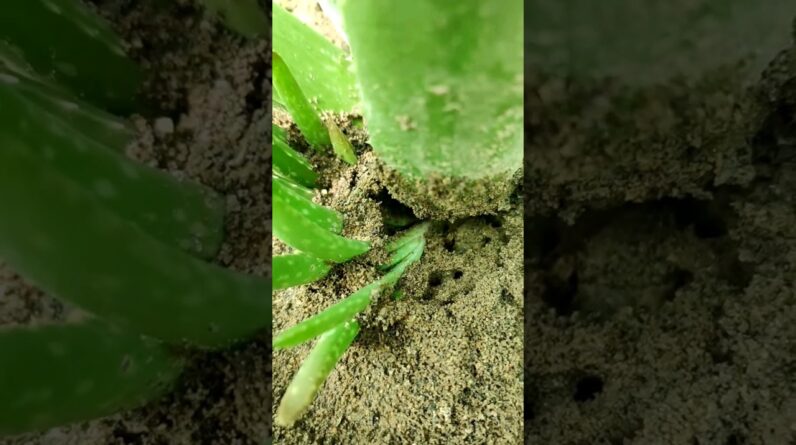 How To Plant Aloe Vera At Home | Shorts Video Aloe Vera #shorts #09