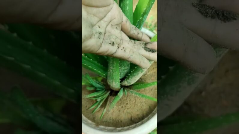 How To Plant Aloe Vera At Home | Shorts Video Aloe Vera #shorts #10