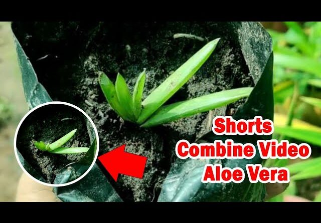 How To Plant Aloe Vera At Home | Shorts Video Compilation Aloe Vera #03