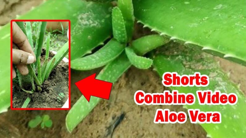 How To Plant Aloe Vera At Home | Shorts Video Compilation Aloe Vera #04