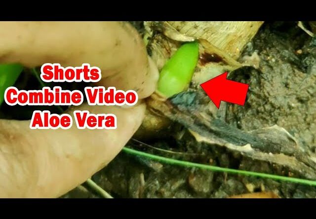 How To Plant Aloe Vera At Home | Shorts Video Compilation Aloe Vera #05