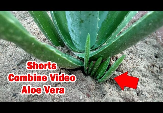 How To Plant Aloe Vera At Home | Shorts Video Compilation Aloe Vera #06