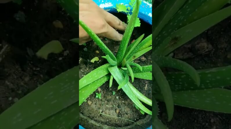 Aloe Vera At Home | Shorts Video Aloe Vera #shorts #12 #shorts #aloeveragarden