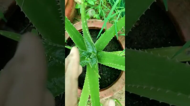 Small Aloe Vera At Home | Shorts Video Aloe Vera #shorts #41 #aloevera