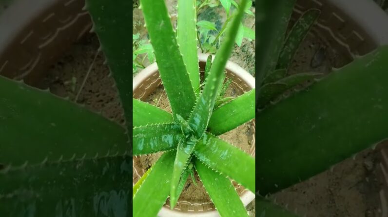 Small Aloe Vera At Home | Shorts Video Aloe Vera #shorts #42 #aloevera