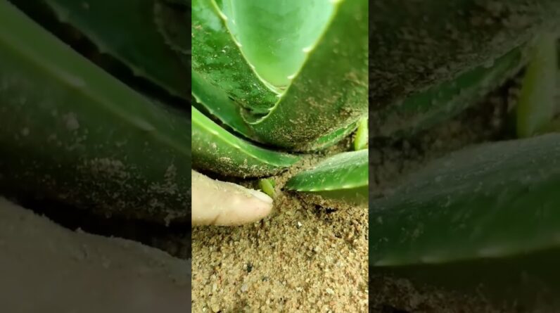 Small Aloe Vera At Home | Shorts Video Aloe Vera #shorts #43 #aloevera