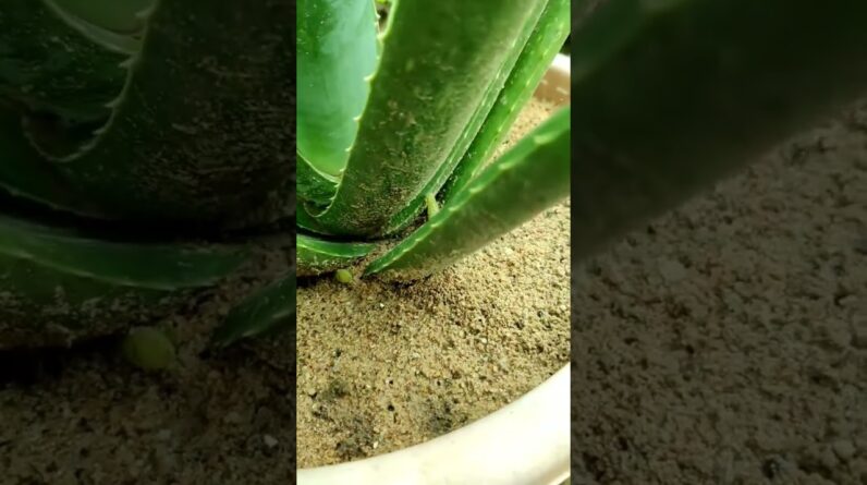 Small Aloe Vera At Home | Shorts Video Aloe Vera #shorts #44 #aloevera