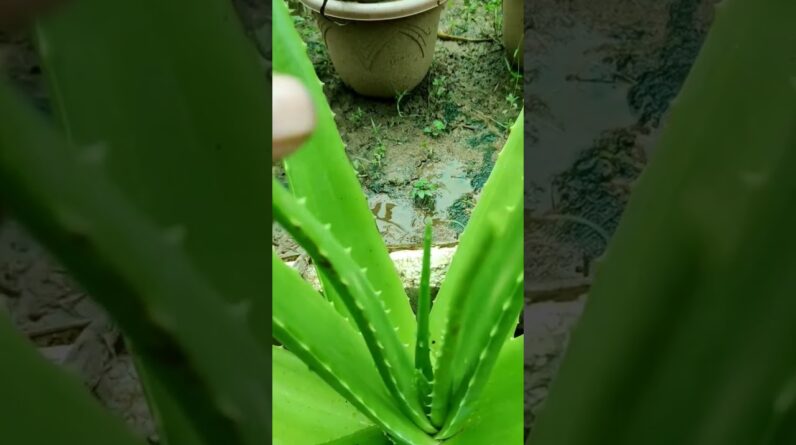 Small Aloe Vera At Home | Shorts Video Aloe Vera #shorts #48 #aloevera