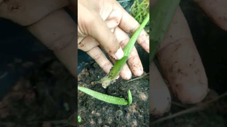 Small Aloe vera leaf Rot #aloevera #shorts