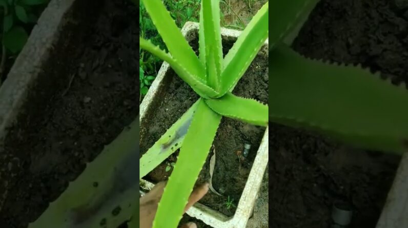 So Beautiful Aloe Vera Garden