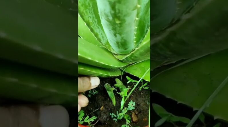 Small Aloe Vera At Home | Shorts Video Aloe Vera #shorts #52 #aloevera #shorts #aloeveragarden