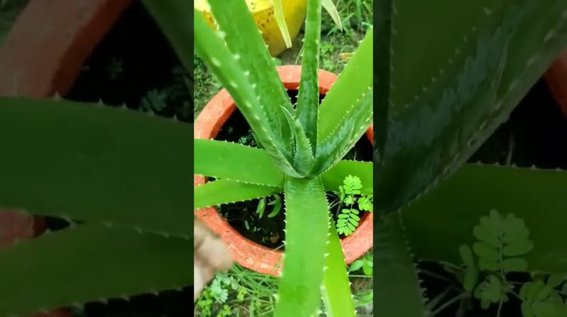 Small Aloe Vera At Home | Shorts Video Aloe Vera #shorts #53 #aloevera #shorts #aloeveragarden