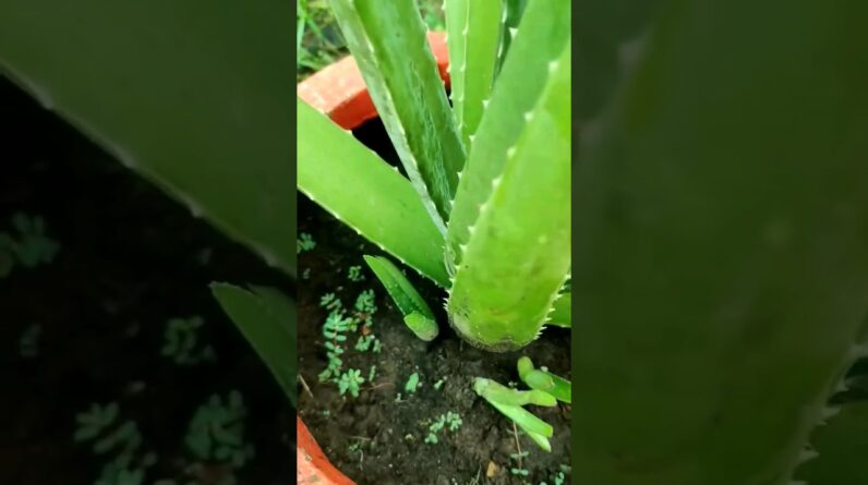 Small Aloe Vera At Home | Shorts Video Aloe Vera #shorts #54 #aloevera #shorts #aloeveragarden