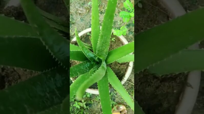 Small Aloe Vera At Home | Shorts Video Aloe Vera #shorts #58 #aloevera #shorts #aloeveragarden