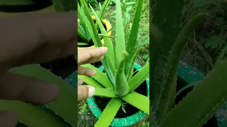 Small Aloe Vera At Home | Shorts Video Aloe Vera #shorts #59 #aloevera #shorts #aloeveragarden