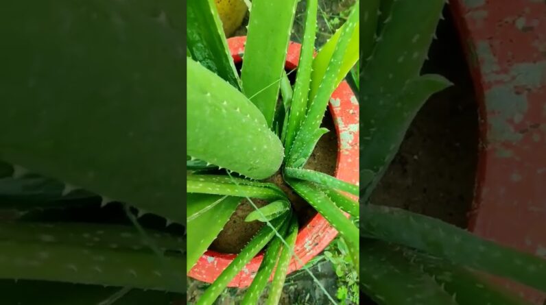 Small Aloe Vera At Home | Shorts Video Aloe Vera #shorts #62 #aloevera #shorts #aloeveragarden