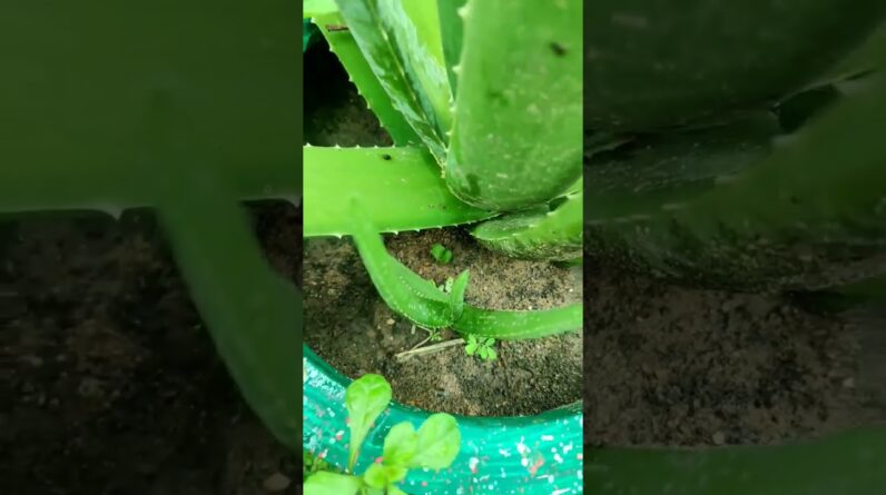 Small Aloe Vera At Home | Shorts Video Aloe Vera #shorts #65 #aloevera #shorts #aloeveragarden