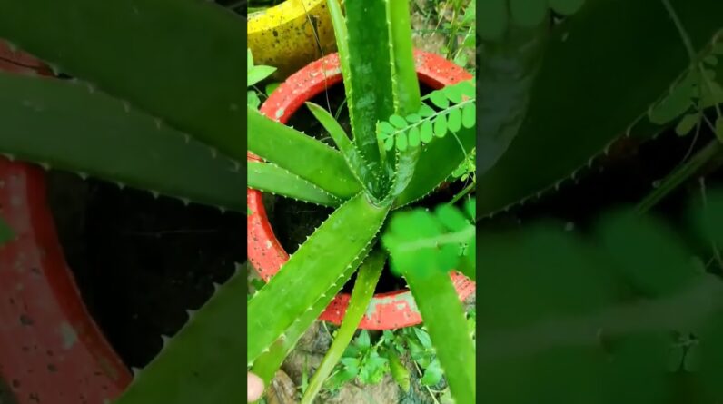 Aloe Vera At Home | Shorts Video Aloe Vera #shorts #66 #aloevera #shorts #aloeveragarden