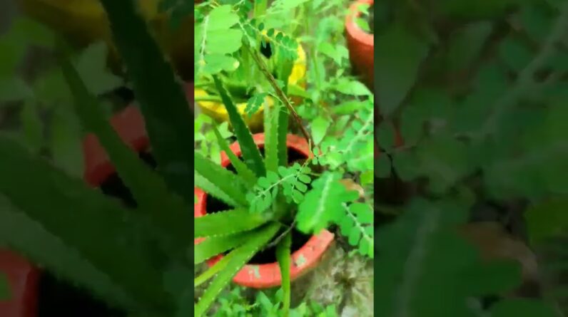 Aloe Vera At Home | Shorts Video Aloe Vera #shorts #67 #aloevera #shorts #aloeveragarden