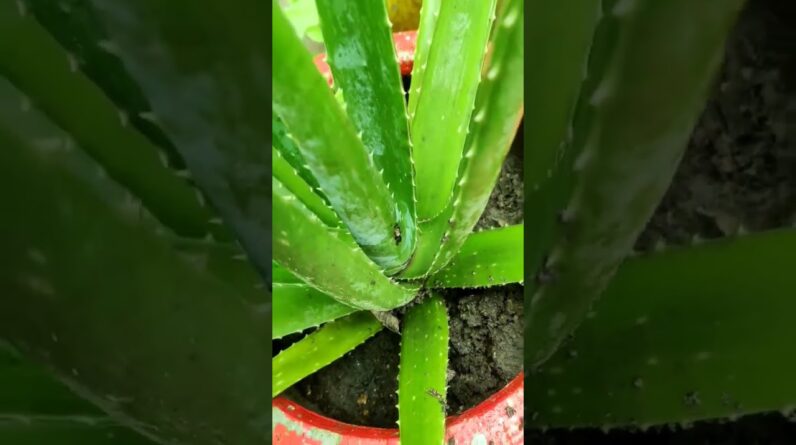 Aloe Vera At Home | Shorts Video Aloe Vera #shorts #68 #aloevera #shorts #aloeveragarden