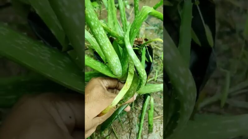 Aloe Vera At Home | Shorts Video Aloe Vera #shorts #70 #aloevera #shorts #aloeveragarden