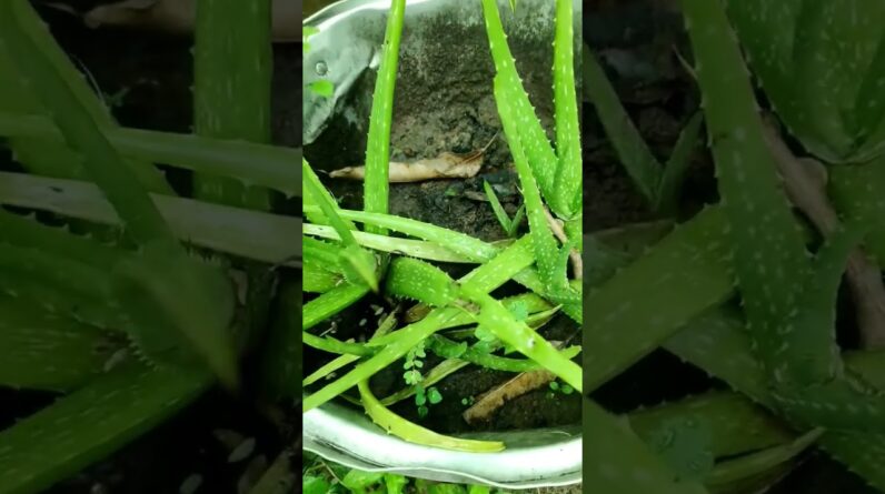 Aloe Vera At Home | Shorts Video Aloe Vera #shorts #78 #aloevera #shorts #aloeveragarden