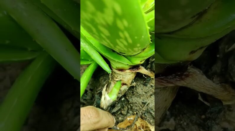 Aloe Vera At Home | Shorts Video Aloe Vera #shorts #80 #aloevera #shorts #aloeveragarden