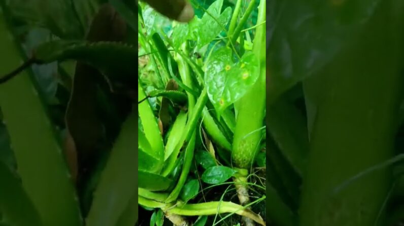 Aloe Vera At Home | Shorts Video Aloe Vera #shorts  #aloevera #shorts #aloeveragarden #81