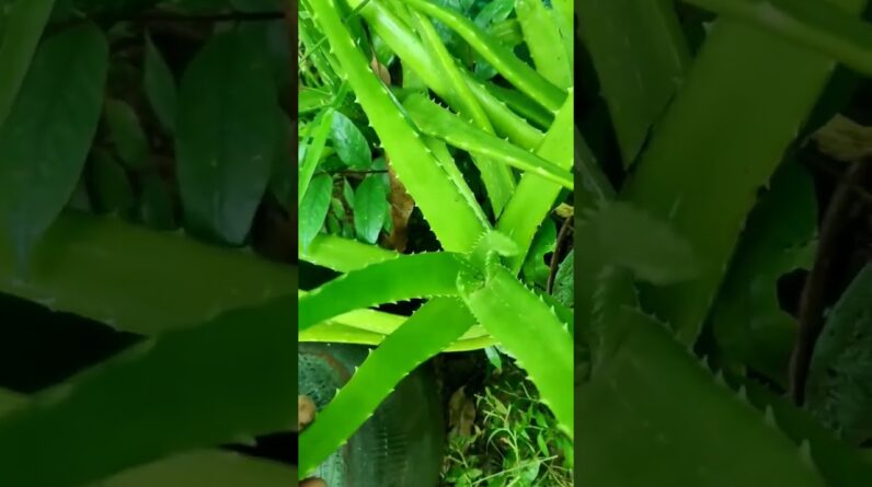 Aloe Vera At Home | Shorts Video Aloe Vera #shorts  #aloevera #shorts #aloeveragarden #83