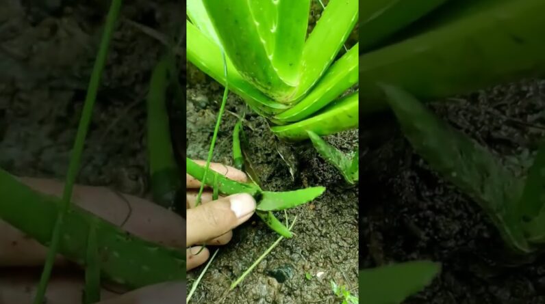 Aloe Vera At Home | Shorts Video Aloe Vera #shorts  #aloevera #shorts #aloeveragarden #86