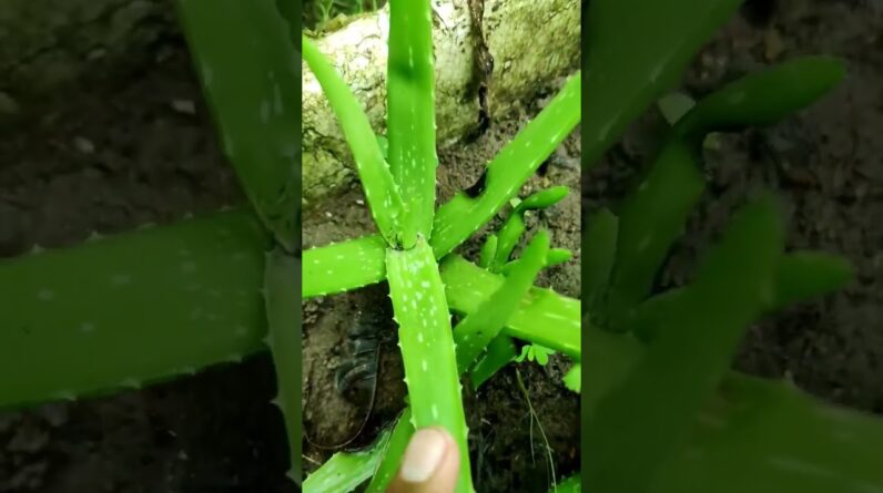 Aloe Vera At Home | Shorts Video Aloe Vera #shorts  #aloevera #shorts #aloeveragarden #87