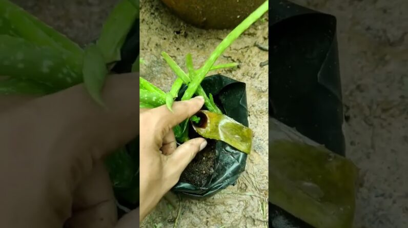 Aloe Vera At Home | Shorts Video Aloe Vera #shorts  #aloevera #shorts #aloeveragarden #90