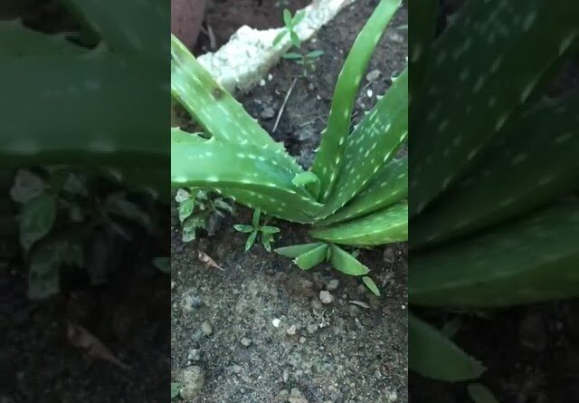 Aloe Vera At Home | Shorts Video Aloe Vera #shorts  #aloevera #shorts #aloeveragarden #91