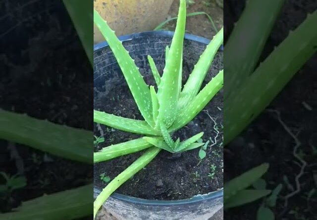 Aloe Vera At Home | Shorts Video Aloe Vera #shorts  #aloevera #shorts #aloeveragarden #92